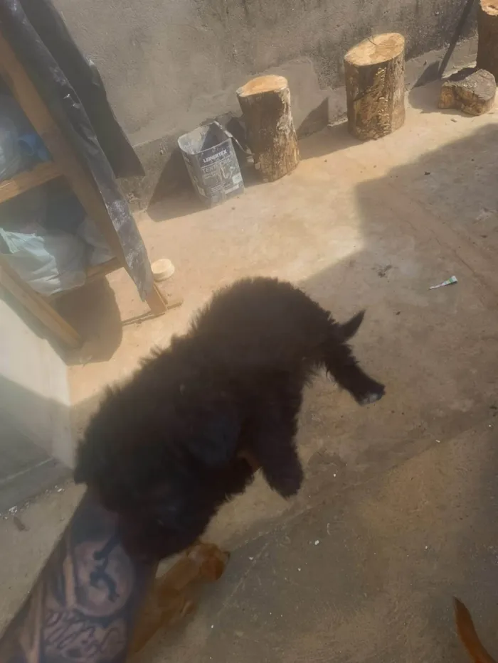 Cachorro ra a SRD-ViraLata idade Abaixo de 2 meses nome Giselly 