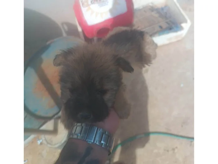 Cachorro ra a SRD-ViraLata idade Abaixo de 2 meses nome Giselly 