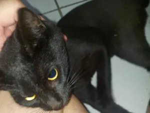 Gato raça SRD-ViraLata idade 2 a 6 meses nome Gato