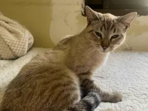 Gato raça SRD-ViraLata idade 7 a 11 meses nome Listradinho