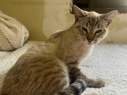 Gato raça SRD-ViraLata idade 7 a 11 meses nome Listradinho