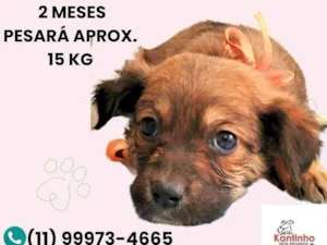 Cachorro raça SRD-ViraLata idade 2 a 6 meses nome Mila