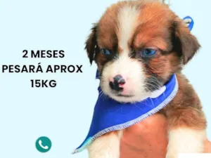 Cachorro raça SRD-ViraLata idade 2 a 6 meses nome Max