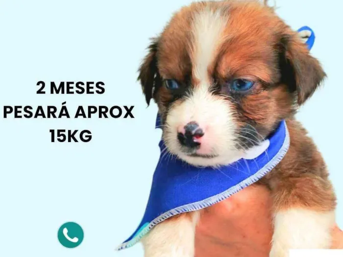 Cachorro ra a SRD-ViraLata idade 2 a 6 meses nome Max