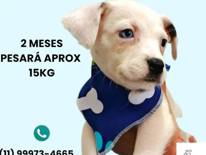 Cachorro ra a SRD-ViraLata idade 2 a 6 meses nome Miguel