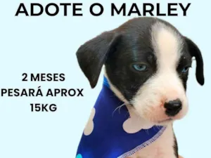 Cachorro raça SRD-ViraLata idade 2 a 6 meses nome Marley