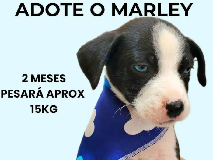 Cachorro ra a SRD-ViraLata idade 2 a 6 meses nome Marley