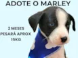 Marley