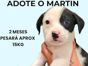 Cachorro raça SRD-ViraLata idade 2 a 6 meses nome Martin