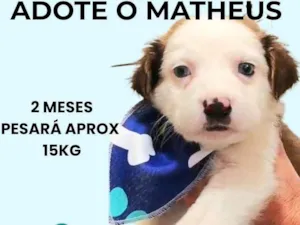 Cachorro raça SRD-ViraLata idade 2 a 6 meses nome Matheus