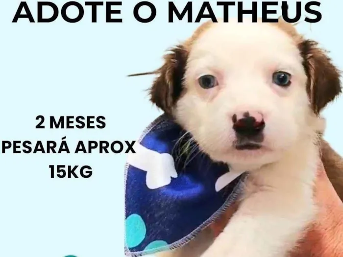 Cachorro ra a SRD-ViraLata idade 2 a 6 meses nome Matheus