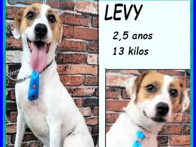 Cachorro ra a SRD-ViraLata idade 2 anos nome Levy