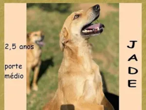Cachorro raça SRD-ViraLata idade 2 anos nome Jade