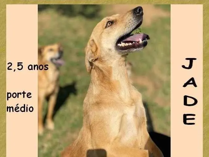 Cachorro ra a SRD-ViraLata idade 2 anos nome Jade