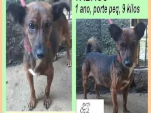 Cachorro raça SRD-ViraLata idade 1 ano nome Tabaco