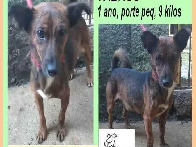 Cachorro ra a SRD-ViraLata idade 1 ano nome Tabaco