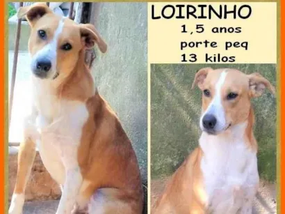 Cachorro raça SRD-ViraLata idade 1 ano nome Loirinho