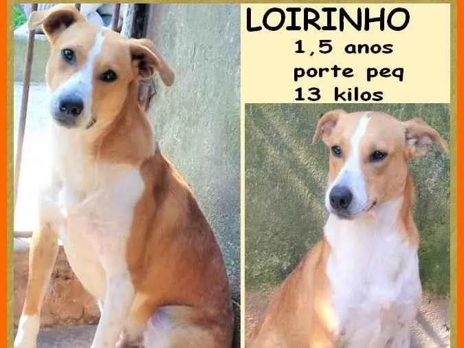 Cachorro ra a SRD-ViraLata idade 1 ano nome Loirinho