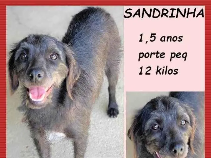 Cachorro ra a SRD-ViraLata idade 1 ano nome Sandrinha
