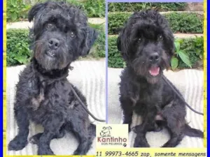 Cachorro raça SRD-ViraLata idade 2 anos nome Joaquim