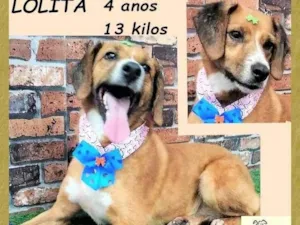 Cachorro raça SRD-ViraLata idade 4 anos nome Lolita