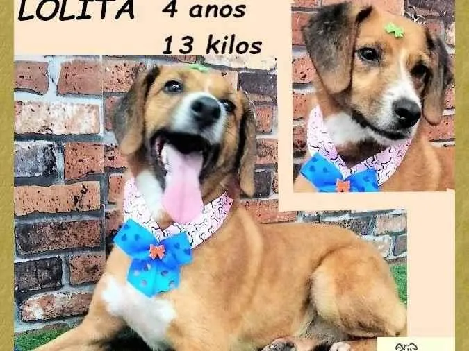 Cachorro ra a SRD-ViraLata idade 4 anos nome Lolita