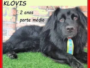 Cachorro raça SRD-ViraLata idade 2 anos nome Klóvis