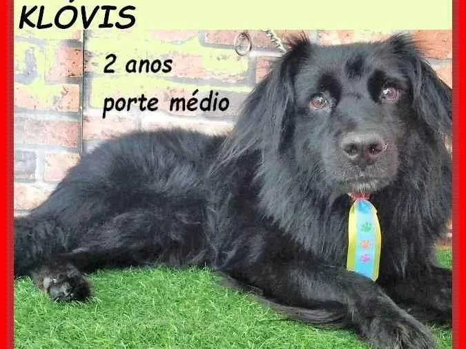 Cachorro ra a SRD-ViraLata idade 2 anos nome Klóvis