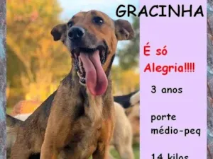 Cachorro raça SRD-ViraLata idade 3 anos nome Gracinha