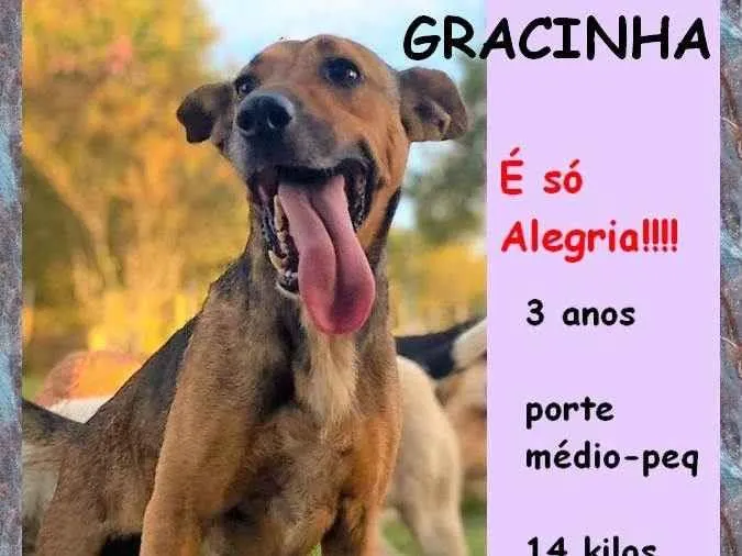 Cachorro ra a SRD-ViraLata idade 3 anos nome Gracinha