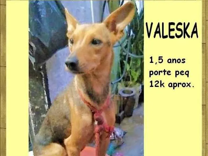 Cachorro ra a SRD-ViraLata idade 1 ano nome Valeska