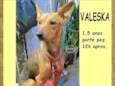 Valeska