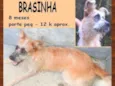 Brasinha