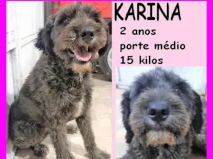 Cachorro raça SRD-ViraLata idade 2 anos nome Karina