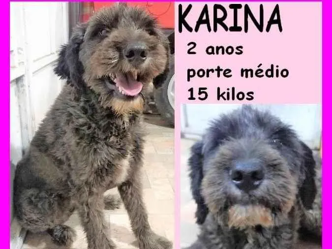 Cachorro ra a SRD-ViraLata idade 2 anos nome Karina