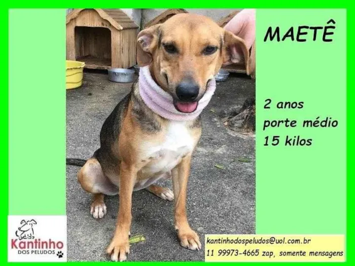 Cachorro ra a SRD-ViraLata idade 2 anos nome Maetê