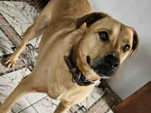 Cachorro raça SRD-ViraLata idade 5 anos nome Bradock