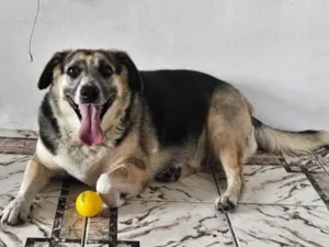 Cachorro raça SRD-ViraLata idade 5 anos nome Dolce