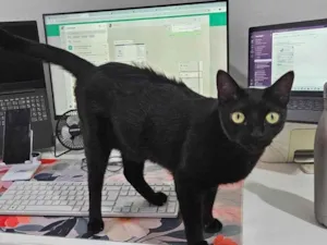 Gato raça SRD-ViraLata idade 1 ano nome Esmeralda