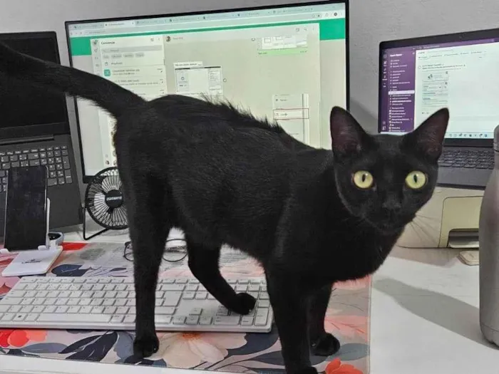Gato ra a SRD-ViraLata idade 1 ano nome Esmeralda