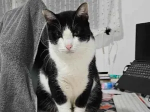 Gato raça SRD-ViraLata idade 4 anos nome Kylo Ren (do Star Wars)