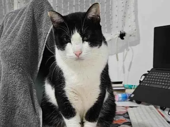 Gato ra a SRD-ViraLata idade 4 anos nome Kylo Ren (do Star Wars)