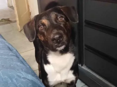 Cachorro raça SRD-ViraLata idade 1 ano nome MARLEY