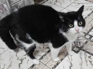 Gato raça SRD-ViraLata idade 5 anos nome Willian