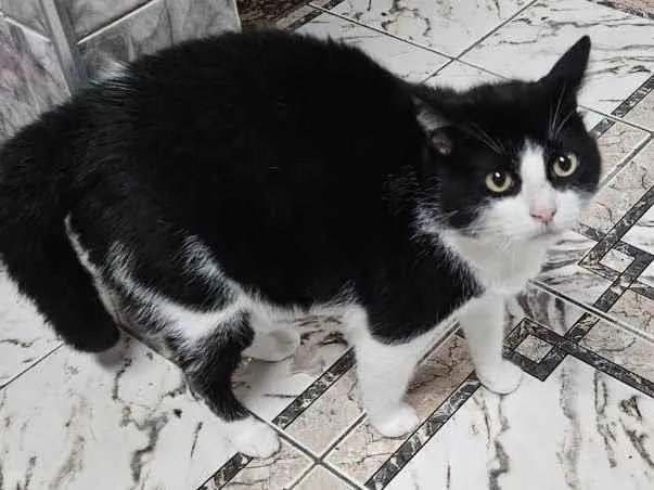 Gato ra a SRD-ViraLata idade 5 anos nome Willian