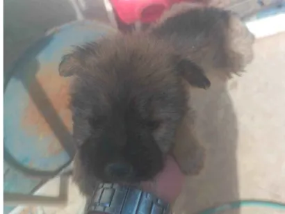 Cachorro raça SRD-ViraLata idade Abaixo de 2 meses nome Giselly 