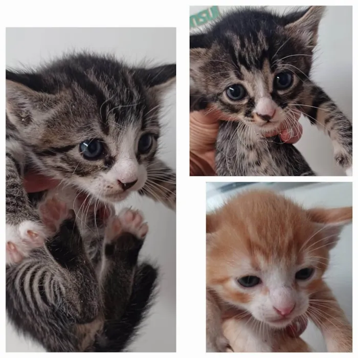 Gato ra a SRD-ViraLata idade Abaixo de 2 meses nome não tem nomes!