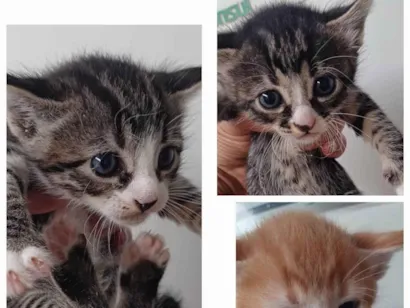 Gato raça SRD-ViraLata idade Abaixo de 2 meses nome não tem nomes!