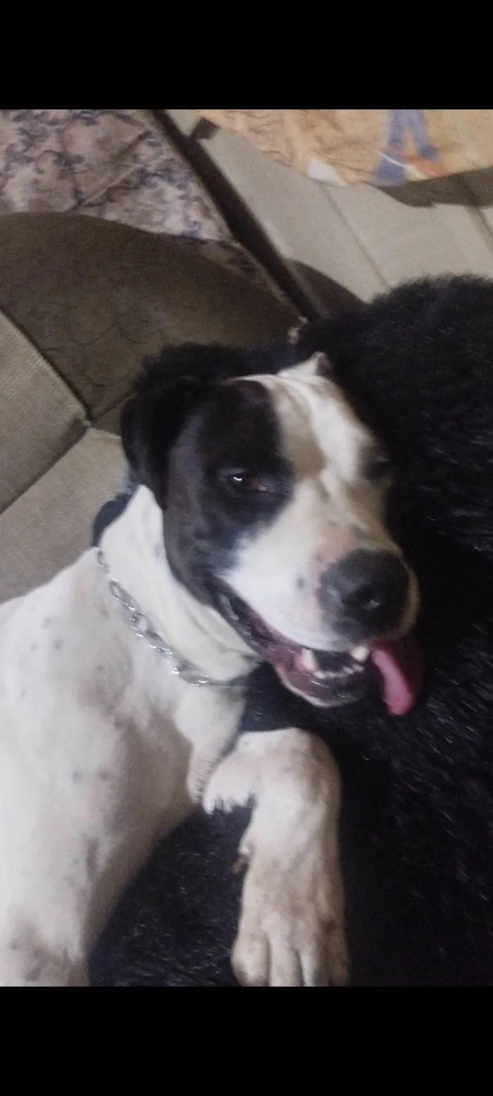 Cachorro ra a Pit-Bull idade 3 anos nome Sultão 