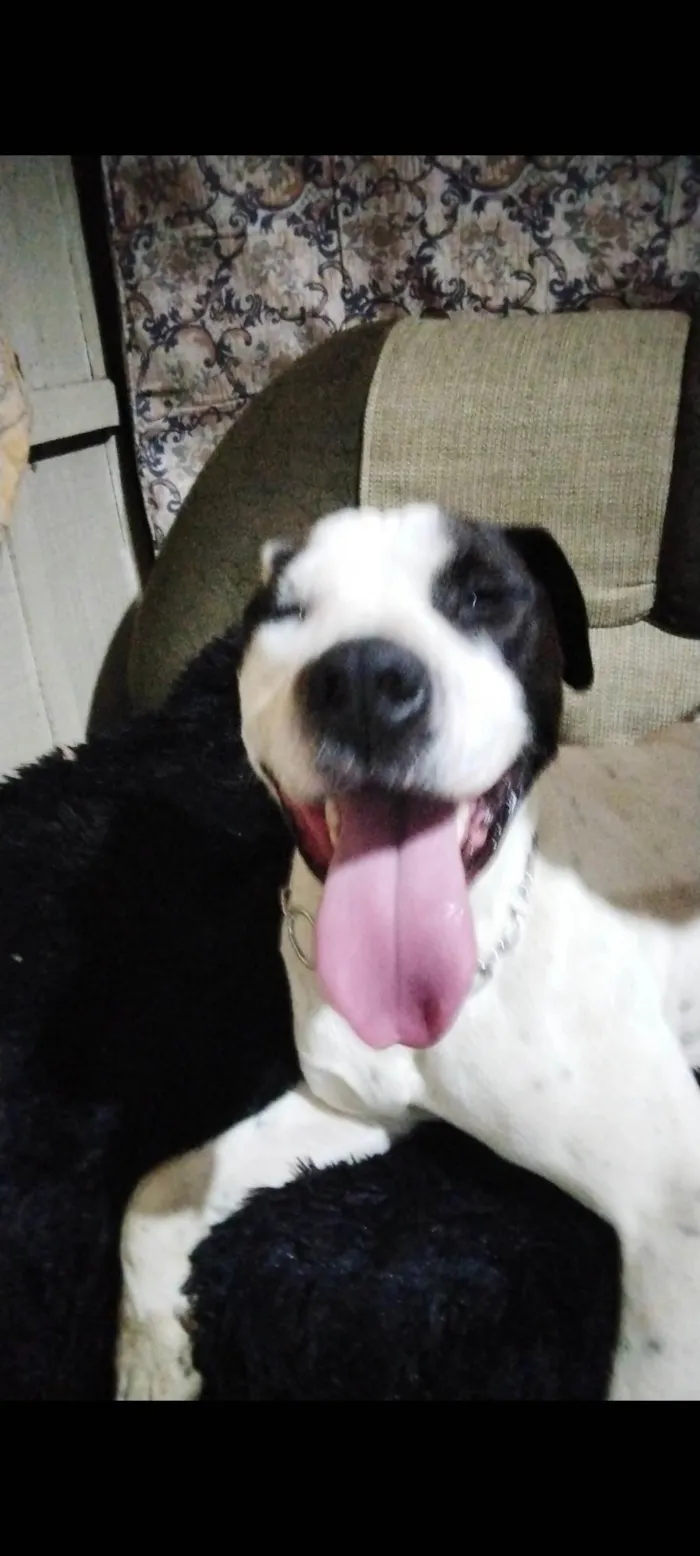 Cachorro ra a Pit-Bull idade 3 anos nome Sultão 
